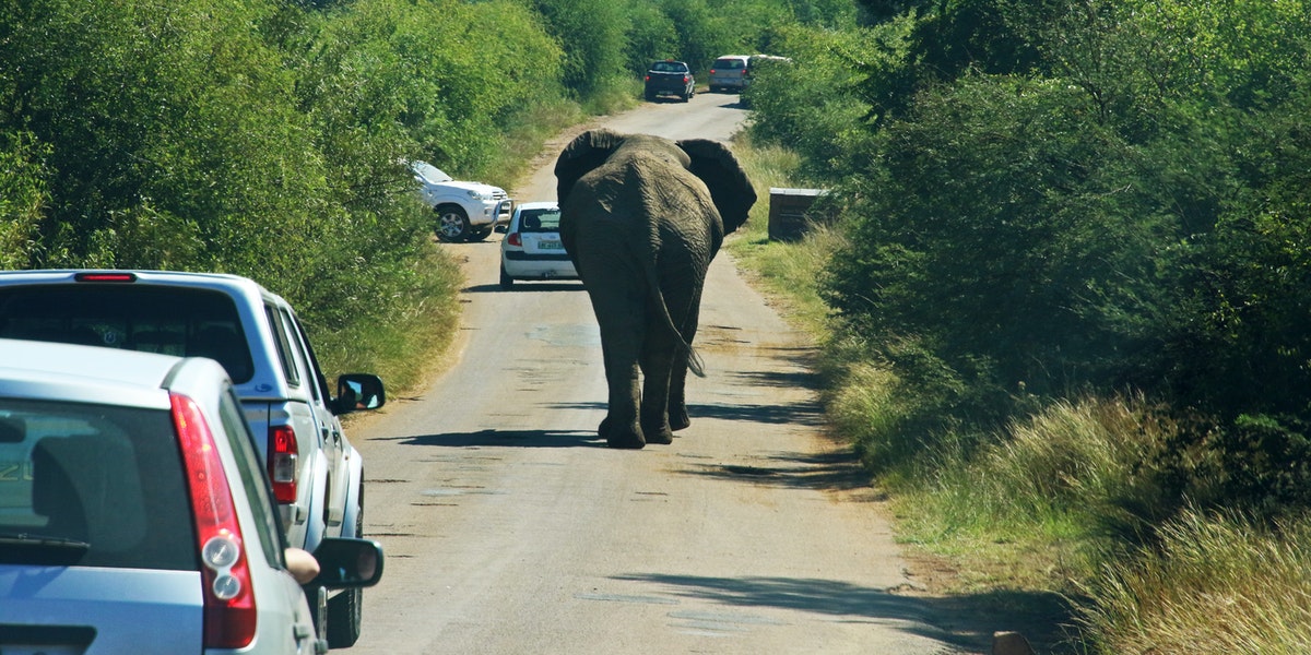 Animal Attack Covered Under Car Insurance