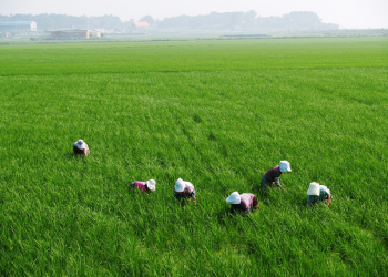 Pradhan Mantri Fasal Bima Yojana