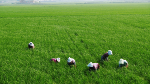 Pradhan Mantri Fasal Bima Yojana